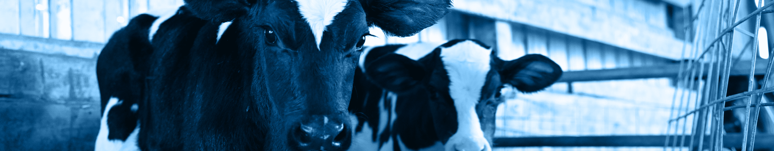 Lactipro Dairy Calves