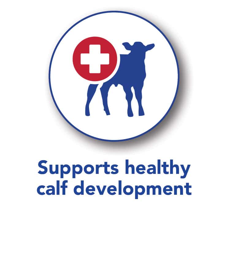 Calf Development