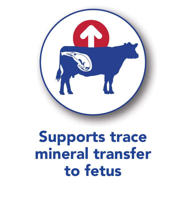 Trace mineral transfer to fetus