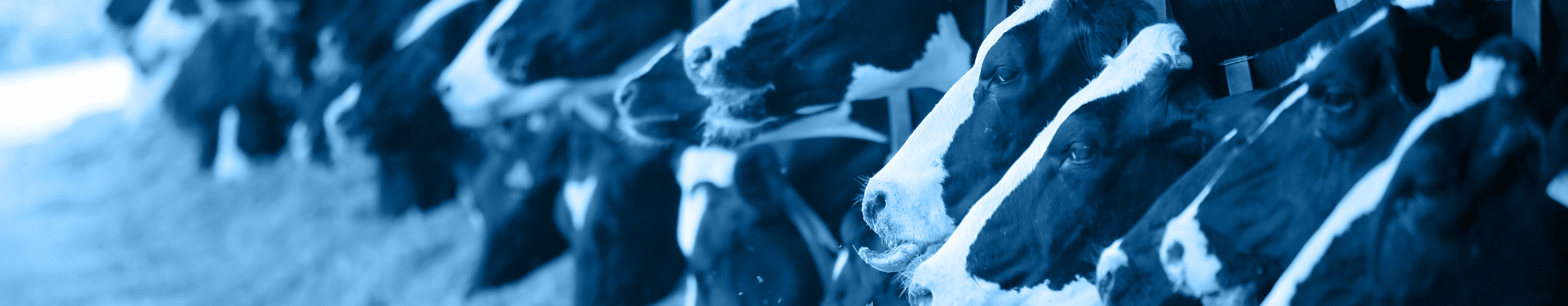 Dairy Cattle Production